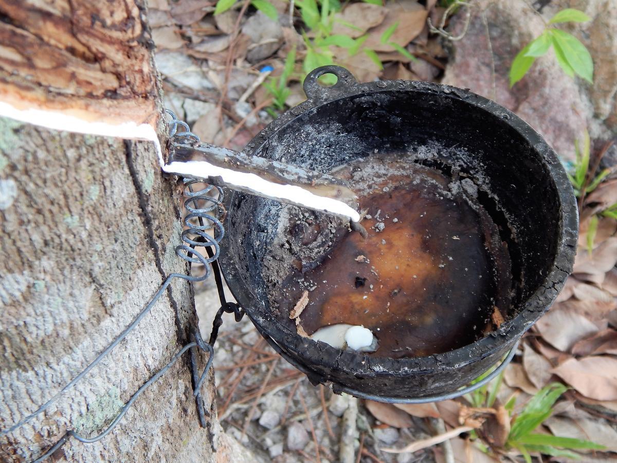 Rubber Tree Resort Ko Lanta Eksteriør billede