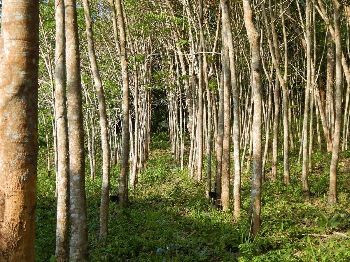 Rubber Tree Resort Ko Lanta Eksteriør billede